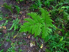 Ctenitis subglandulosa