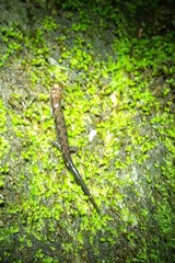 Desmognathus carolinensis