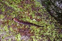 Desmognathus carolinensis