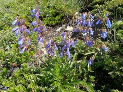 Penstemon albertinus