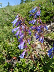 Penstemon albertinus