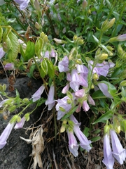 Penstemon lyallii