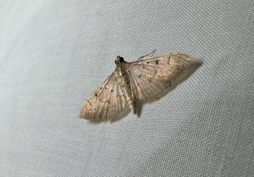 Southern Beet Webworm Moth photo 4