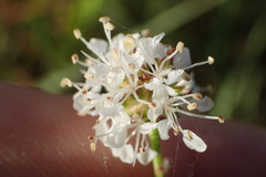 Dalea multiflora