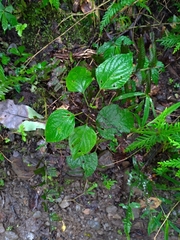 Clerodendrum trichotomum