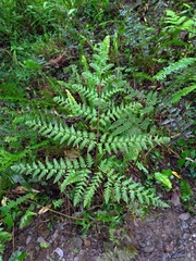 Ctenitis subglandulosa