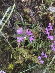 Clarkia pulchella