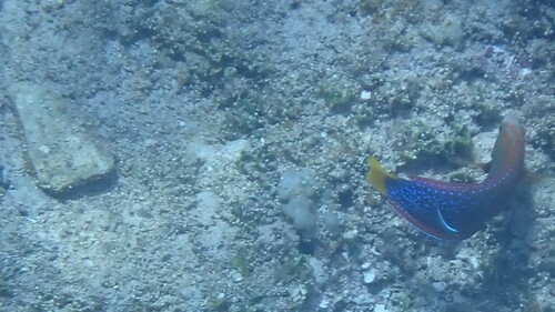 Yellowtail Coris (Coris gaimard)