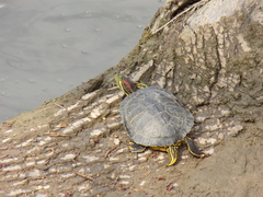Trachemys scripta elegans