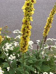 Verbascum nigrum