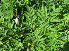 Angelica cincta