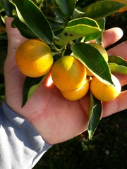 Citrus × aurantium