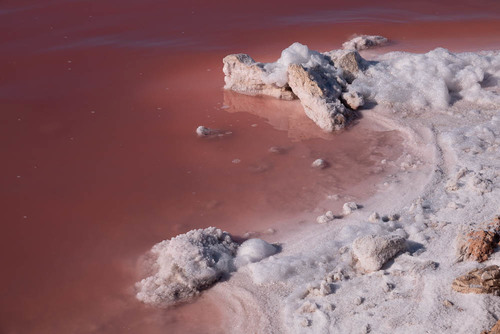 Representative image of Dunaliella salina