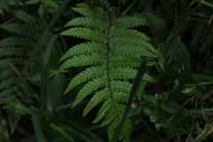 Dryopteris wallichiana