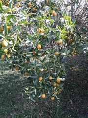 Citrus × aurantium