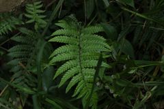 Dryopteris wallichiana