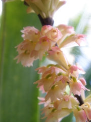 Dendrobium faciferum