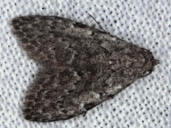 Nola pleurosema