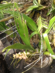 Dendrobium faciferum