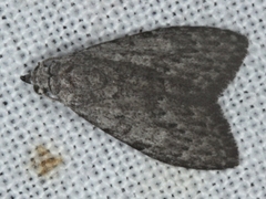 Nola pleurosema