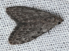 Nola pleurosema