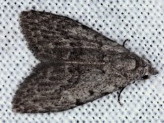 Nola pleurosema