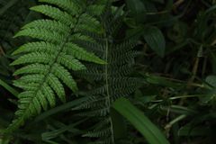 Dryopteris wallichiana