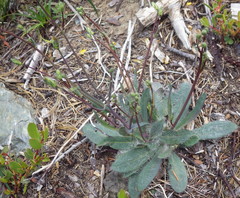 Hieracium bolanderi