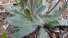 Hieracium bolanderi