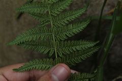 Dryopteris wallichiana