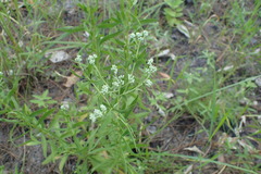 Eupatorium semiserratum