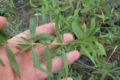 Eupatorium semiserratum