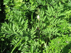 Angelica cincta