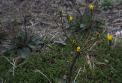 Hieracium bolanderi