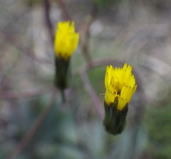 Hieracium bolanderi