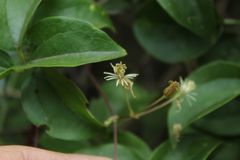 Clematis haenkeana