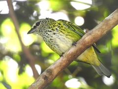 Ixothraupis punctata