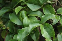 Clematis haenkeana