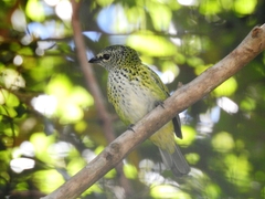 Ixothraupis punctata