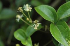 Clematis haenkeana