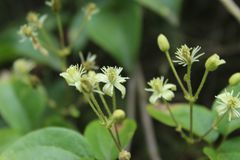 Clematis haenkeana