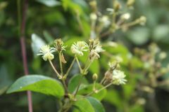 Clematis haenkeana