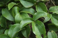 Clematis haenkeana