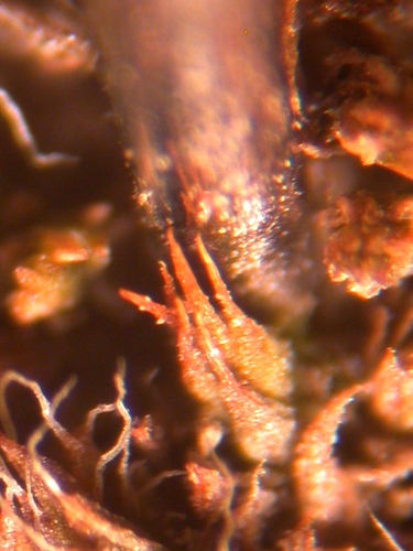 Microbryum vlassovii