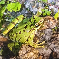 Assam Cascade Frog photo 4