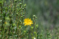 Grindelia stricta angustifolia