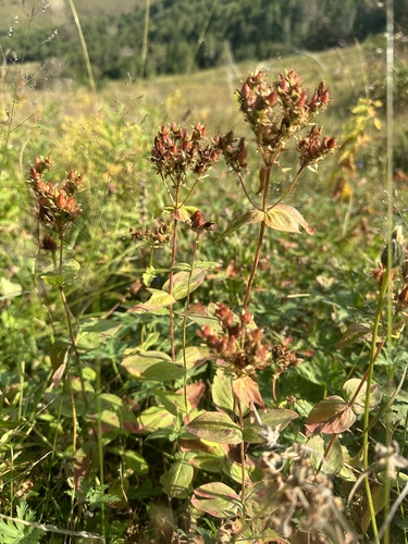 Hypericum bithynicum