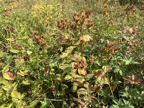Hypericum bithynicum, photograph 1