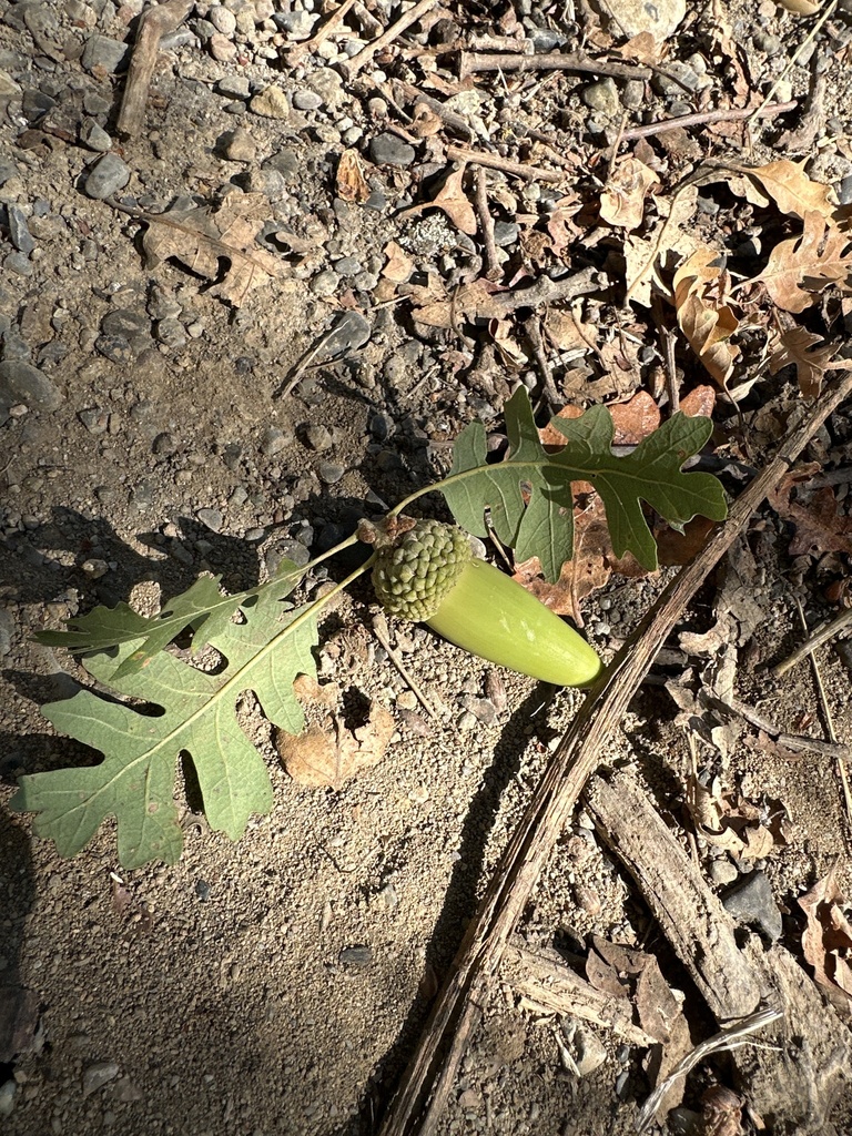 valley oak from Henderson Open Space, Redding, CA, US on September 08 ...