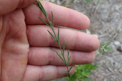Hypericum drummondii